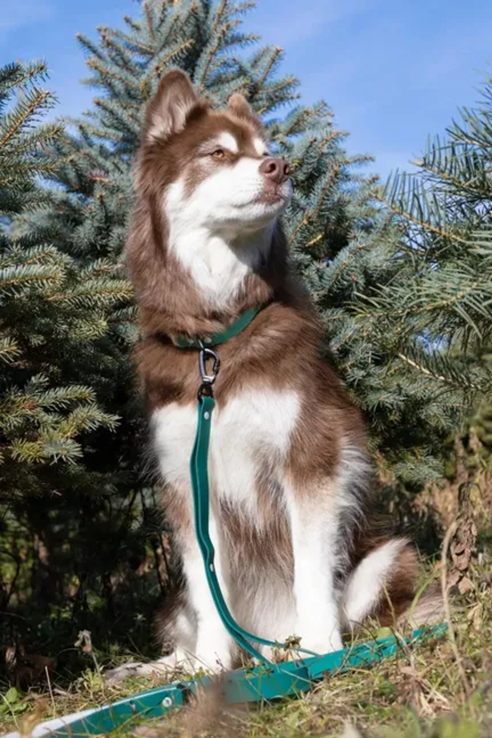 Aria the Fox LLC Siberian Spruce Waterproof Dog Leash Dog Leashes