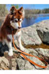 Aria the Fox LLC Dog Leashes