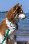 Aria the Fox LLC Dog Bandanas