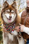 Aria the Fox LLC Dog Bandanas